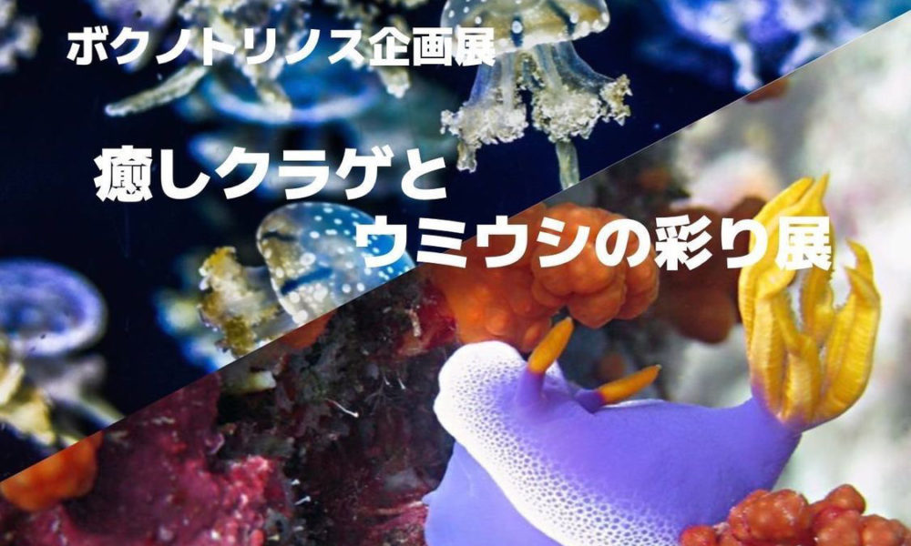 癒しクラゲとウミウシの彩り展 2022年7月16日(土)〜8月31日(水)
